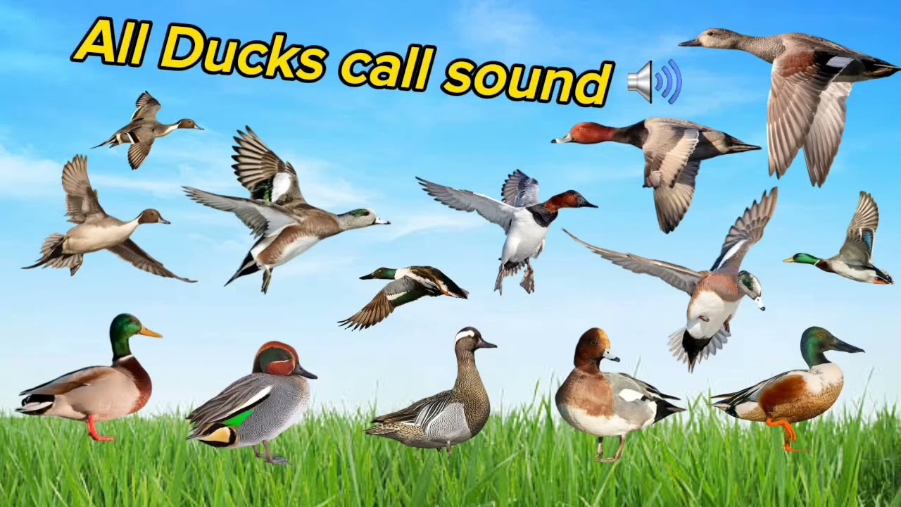 All ducks Call sound for prefect hunting #pintail #mallard #gadwall #wigeon #Teal #shoveler #redhead