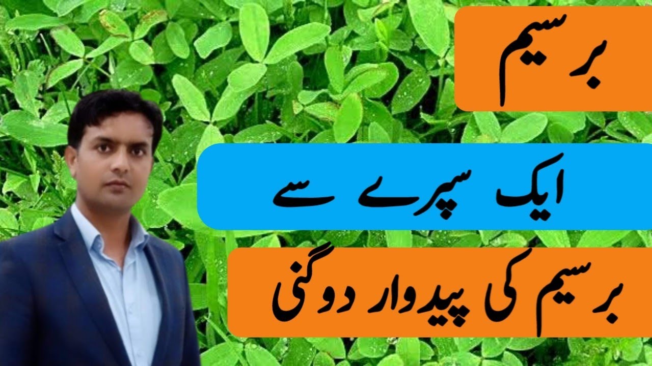 Beseem ki padawar double | Effect of Gibberellic acid on Berseem fodder growth | Plant Clinics