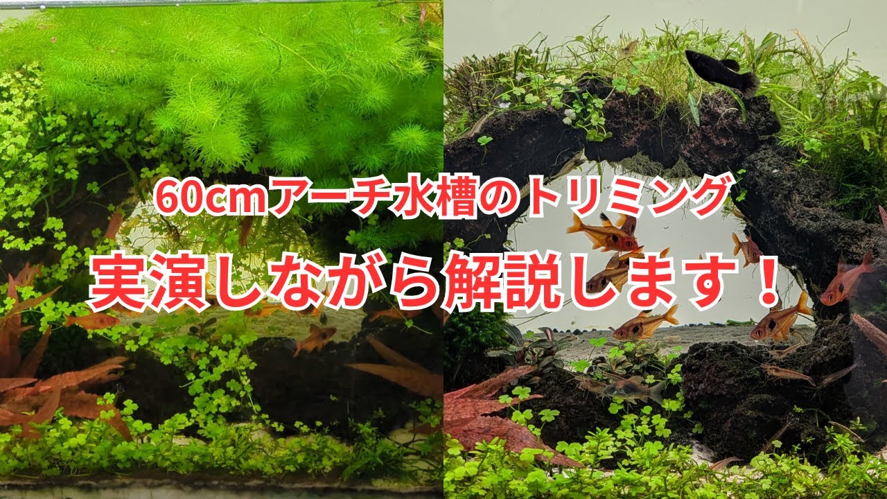 60cmアーチ水槽のトリミングを実演しながら解説します！