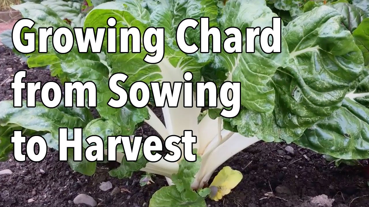 Growing Chard from Sowing to Harvest