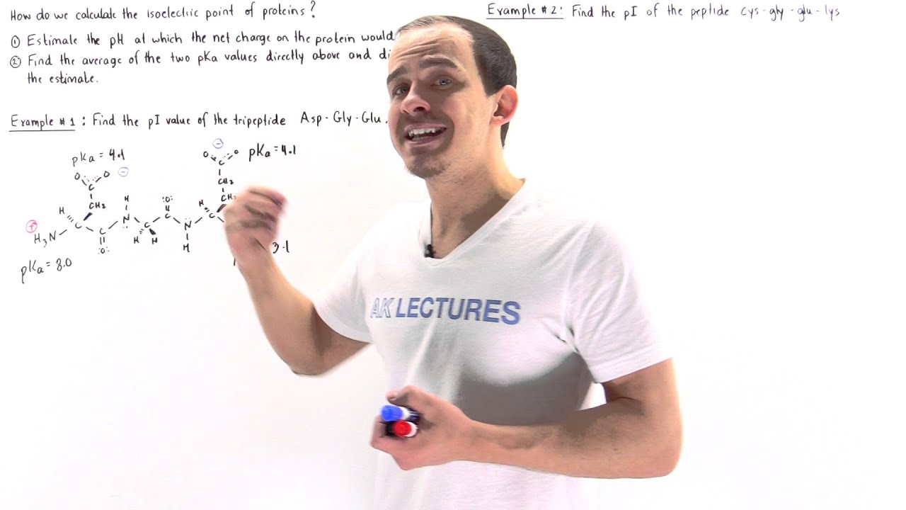 Calculating Isoelectric Point of Proteins (Example)