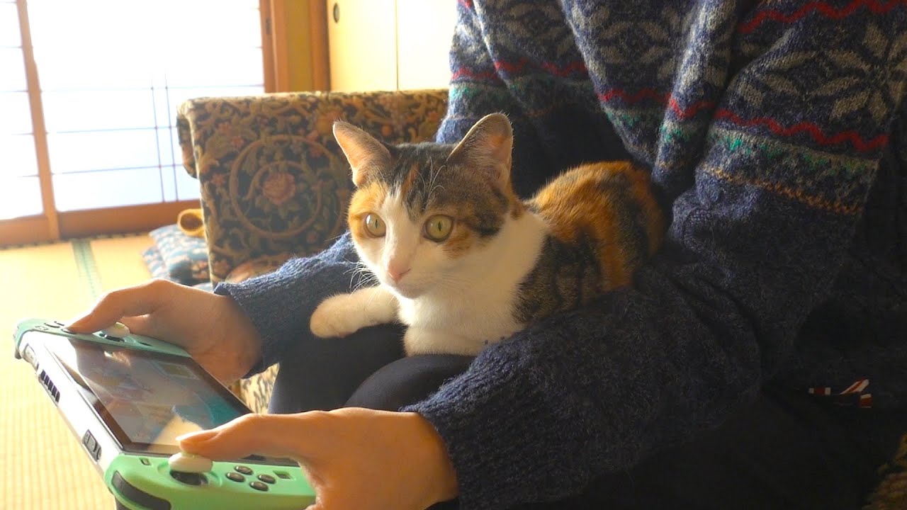 隙があれば膝に乗ってべったり甘えてくる猫！