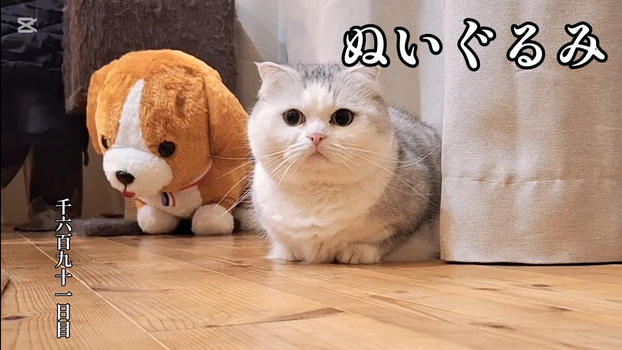 ぬいぐるみ　こねこ成長日記　千六百九十一日目