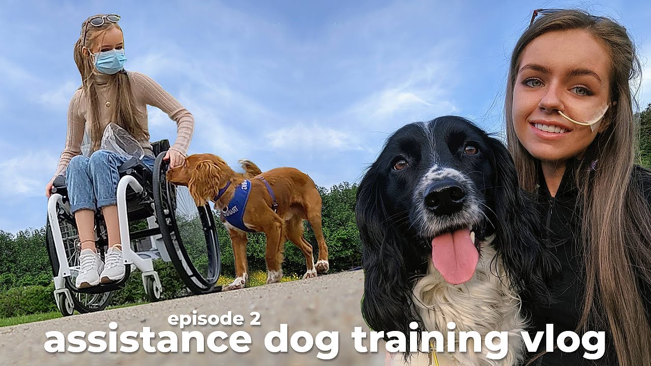 assistance dog training vlog EP2