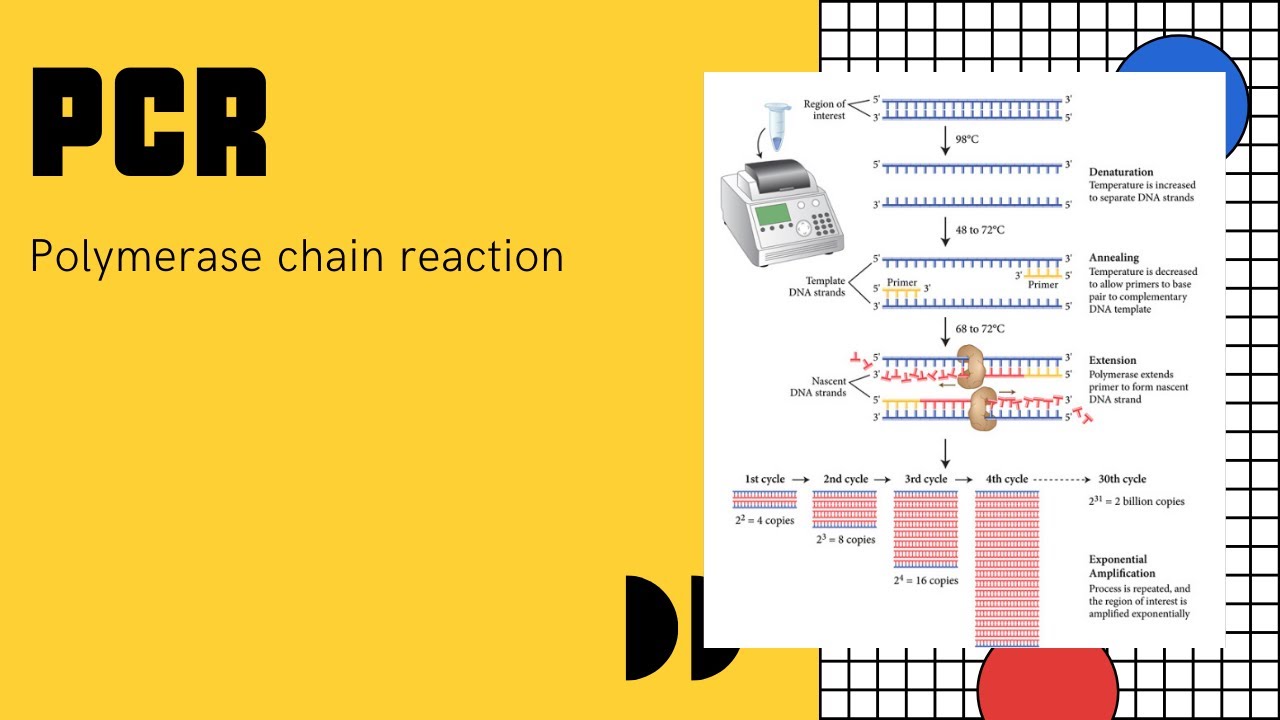 เทคโนโลยีทางดีเอ็นเอ : การโคลนยีนด้วยเทคนิค PCR | การประยุกต์ใช้ในการตรวจ COVID-19