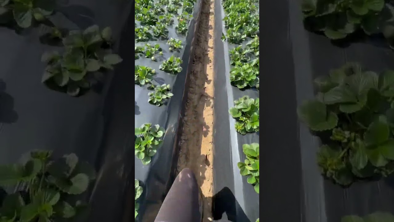 ￼ Andábamos trabajando en la fresa  🍓😋😋￼