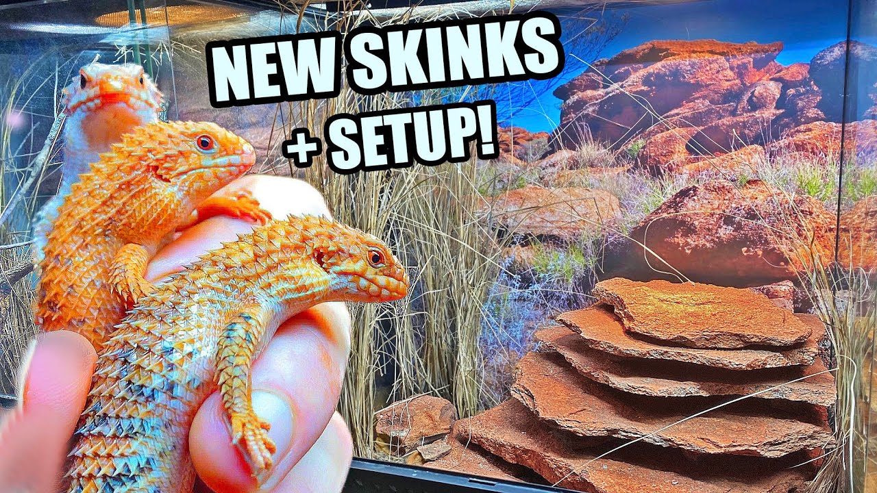 NEW Pilbara Spiny Tail Skinks! + Habitat Build - (Egernia epsisolus)