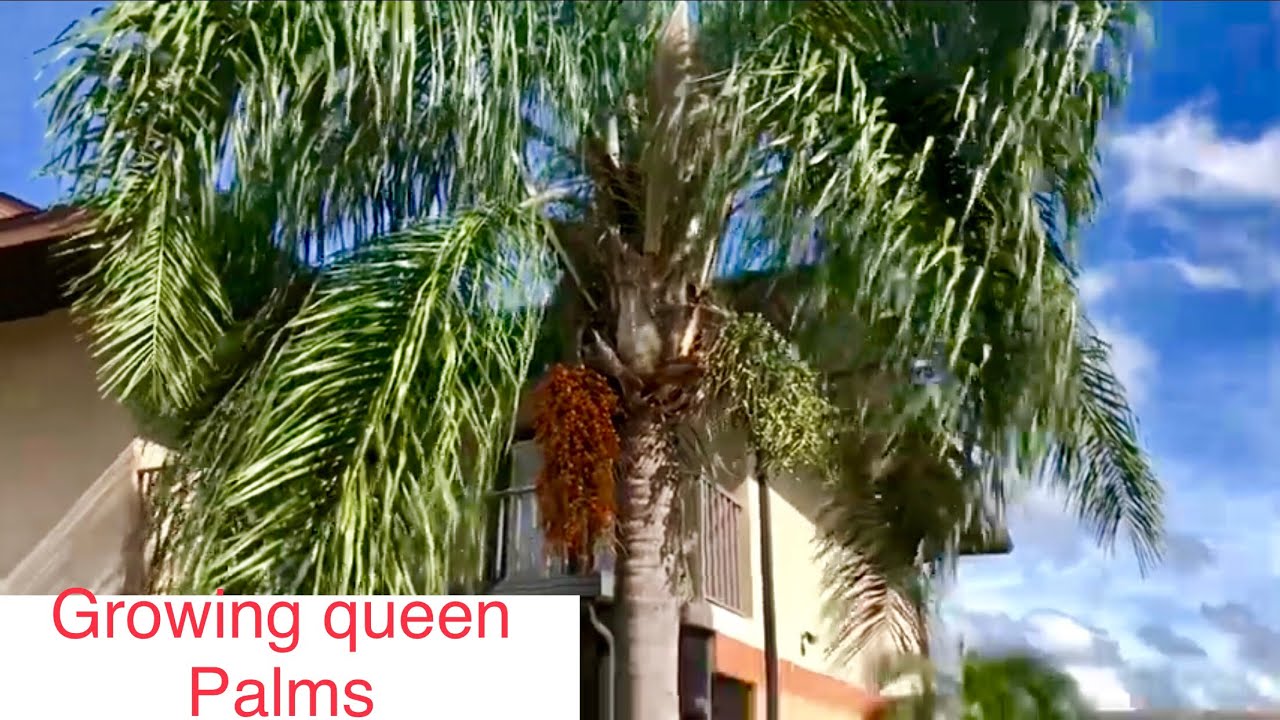 How to grow a queen palm from seed
