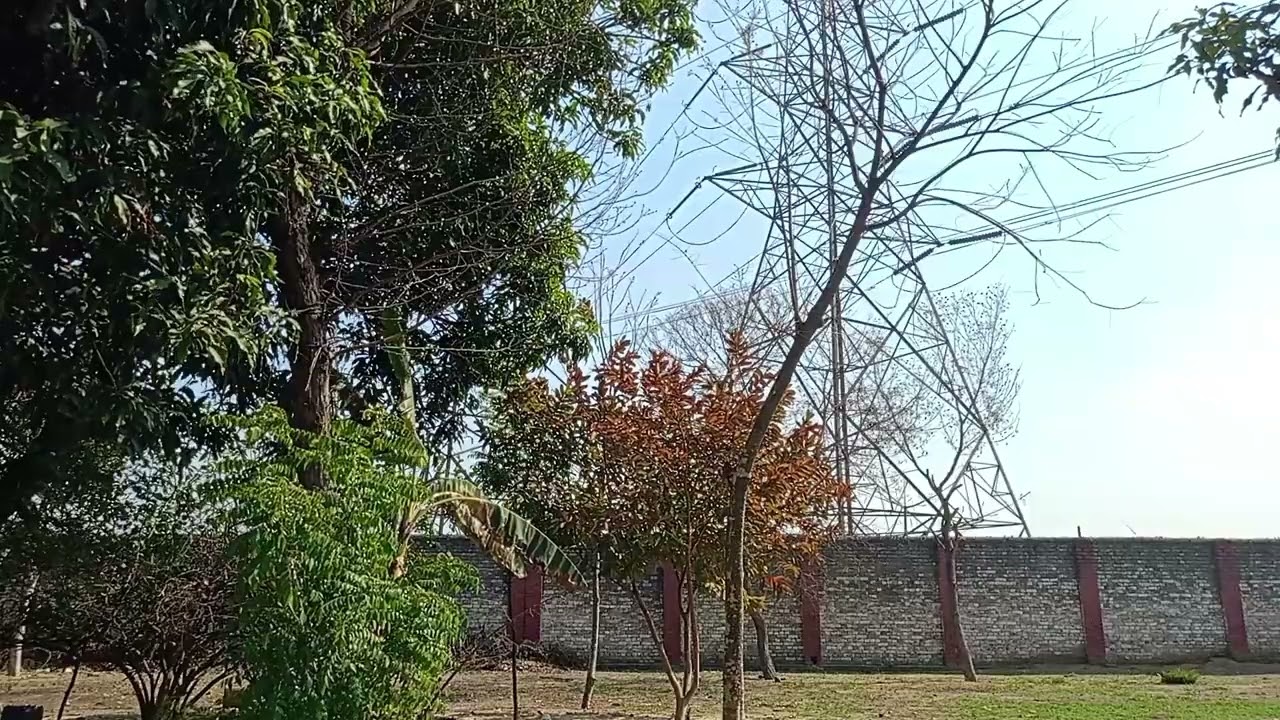 Gentle Wind & Birds Chirping 🌿 | Pure Nature Sounds | Relaxing Tree Ambience