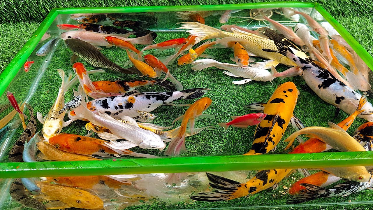 Unboxing Ikan Hias Warna Warni Bahagia, Ikan Mas Koki Eksotis, Ikan Koi, Ikan Lele, Ikan Glofish