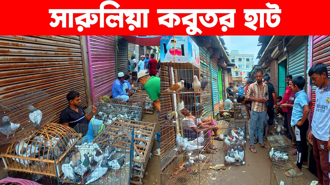 সারুলিয়া কবুতর হাট ৩০-৬-২০২৫ | kobutor hat 2025 | today pigeon market in bd | Saroliya kobutor hat