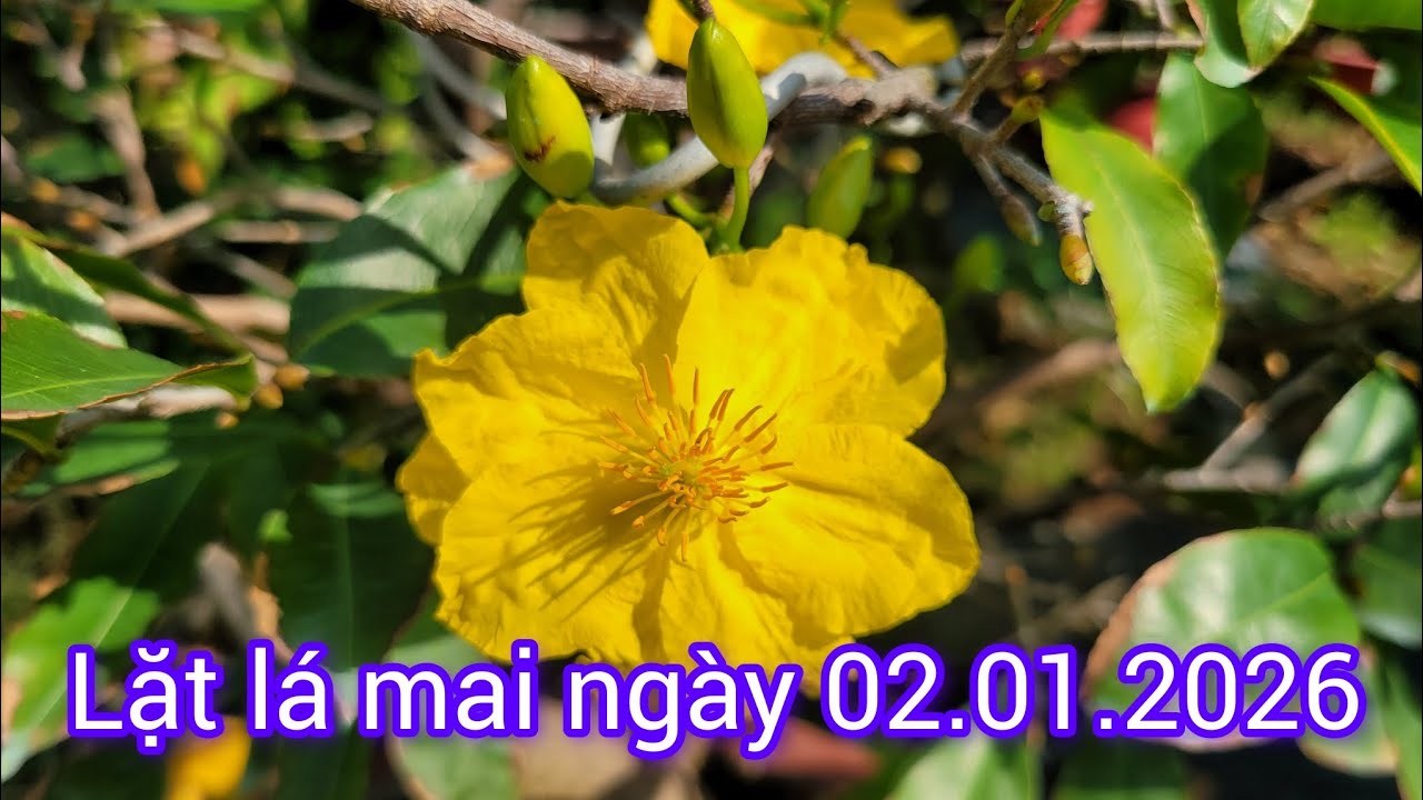 Tiếp tục lặt l&aacute; mai ng&agrave;y 02.01.2026