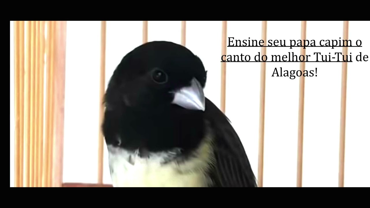 Ensine seu papa capim o canto do melhor Tui-Tui de Alagoas!! (PAPA CAPIM PAI D'EGUA)