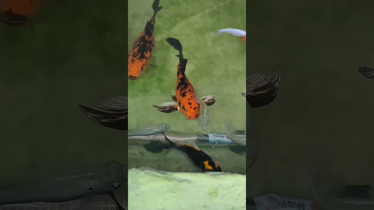 🐠koi fish | Mollyfish | goldfish😍💕🐬🐟 #fish#feeding#eating#aquarium#viral#video#yt#ytshorts#homedecor
