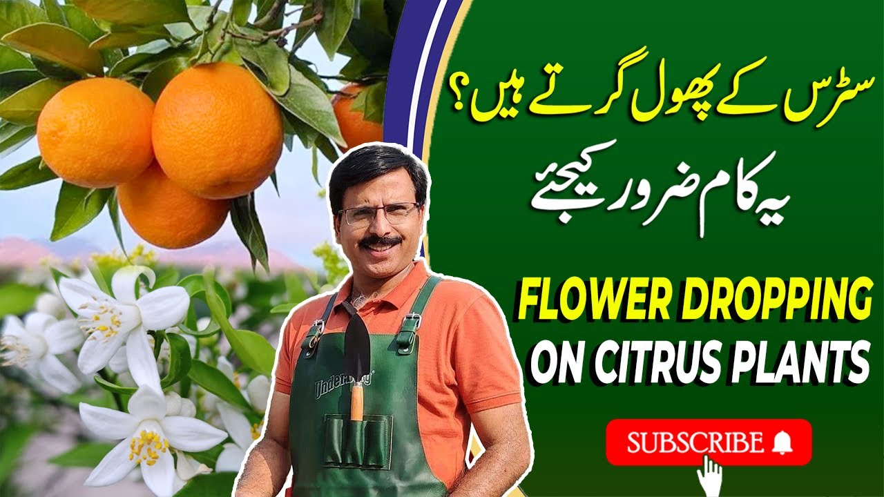 How To Prevent Flower Dropping On Citrus Plants | Gardening With Javed Iqbal