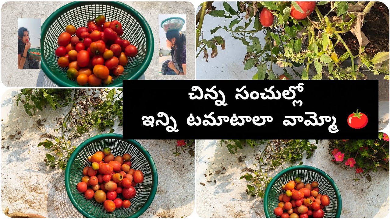 పుచ్చిపోయిన టమాటాలు మీరు కొంటారా  🍅🍅🍅🍅 #intithota 