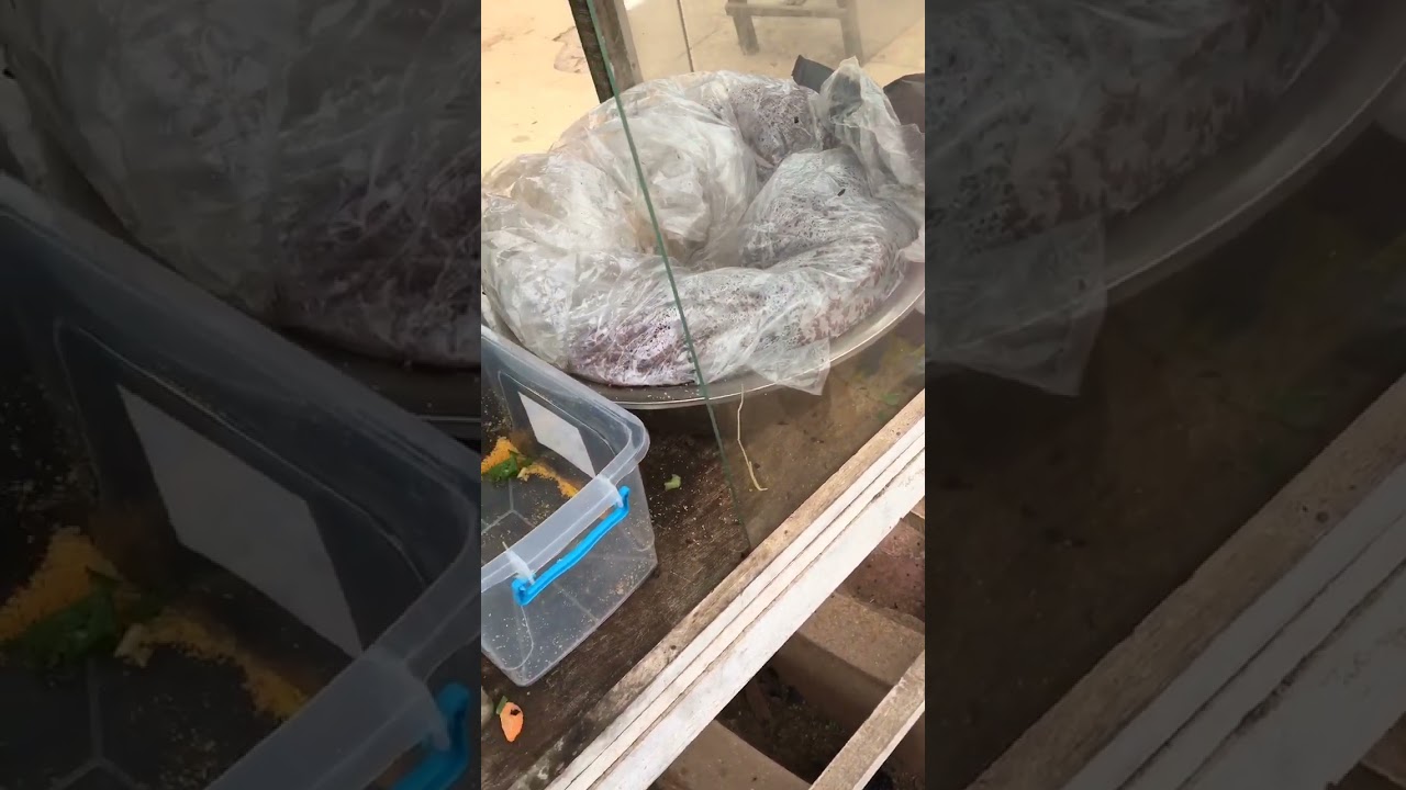 Local waakye seller in takoradi Ghana 🇬🇭 #ghana #youtubeshorts