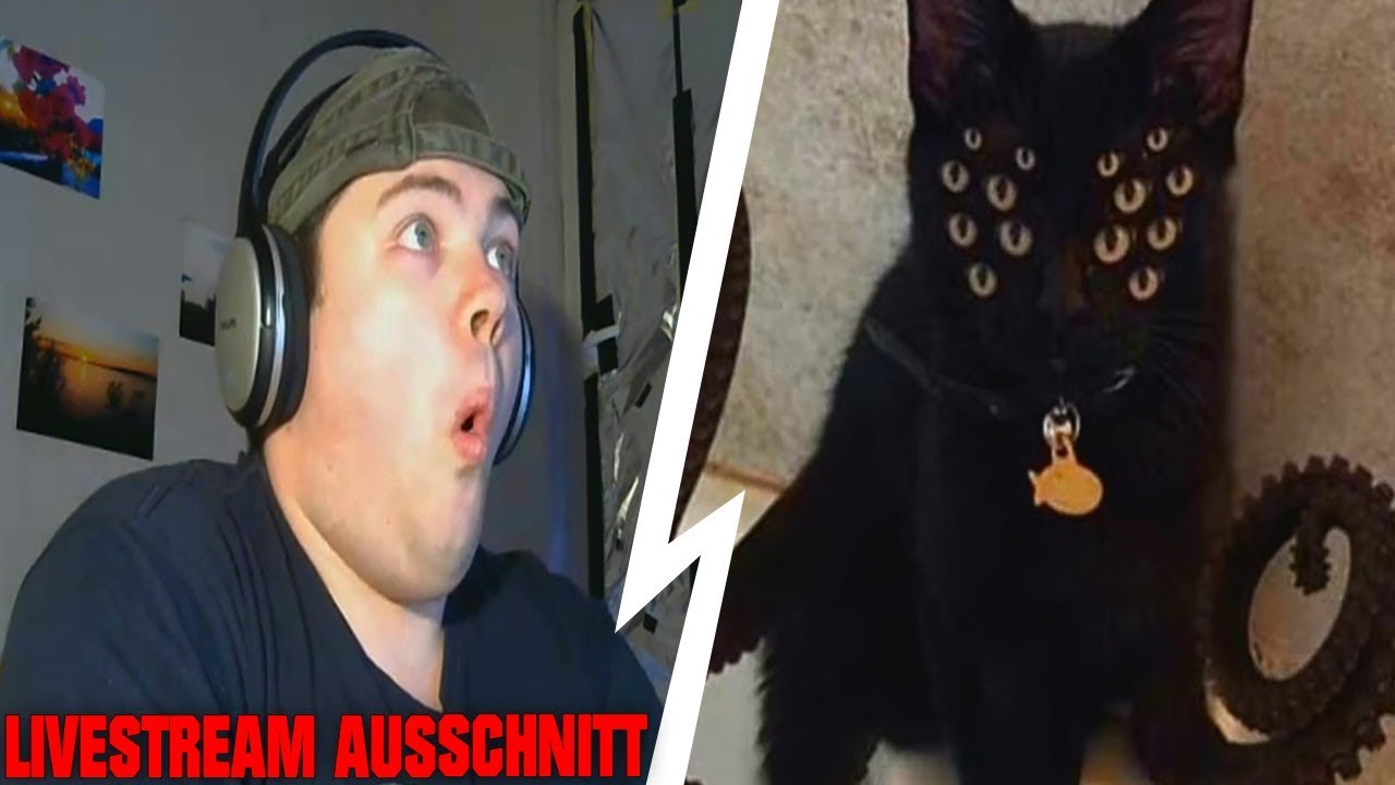 REAKTION auf Need to Know - Meine Zuschauer haben mir wieder Katzenbilder geschickt...