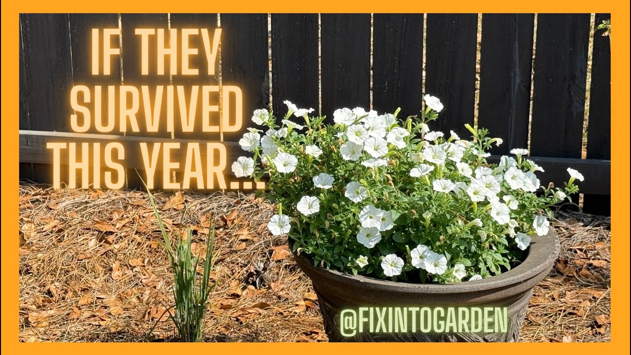 Toughest Annuals in my 2025 Garden 💪🌸 #gardening #zone8b #bloom