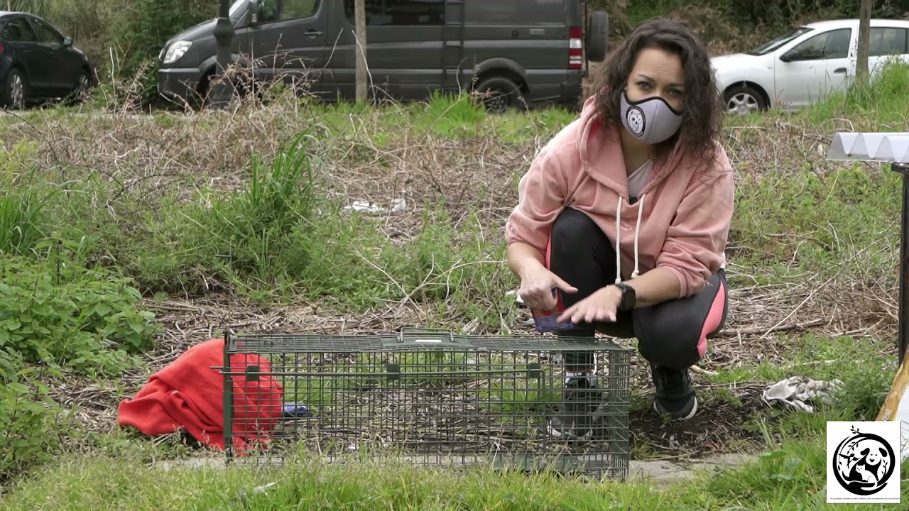 Como UTILIZAR una JAULA-TRAMPA para gatos