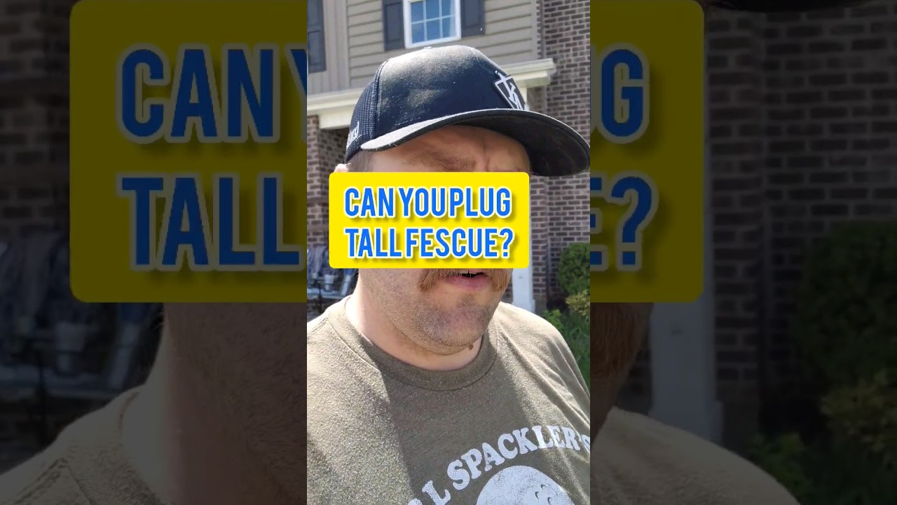 Can you plug Tall Fescue? #grass #grassplugs #lawncare #hacks #lawntips #lawn #diy #tipsandtricks
