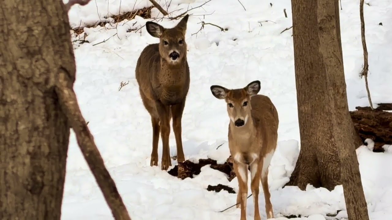 Deer Diary 🦌 | A Quiet Winter Morning With Deer, Squirrels & Forest Sounds
