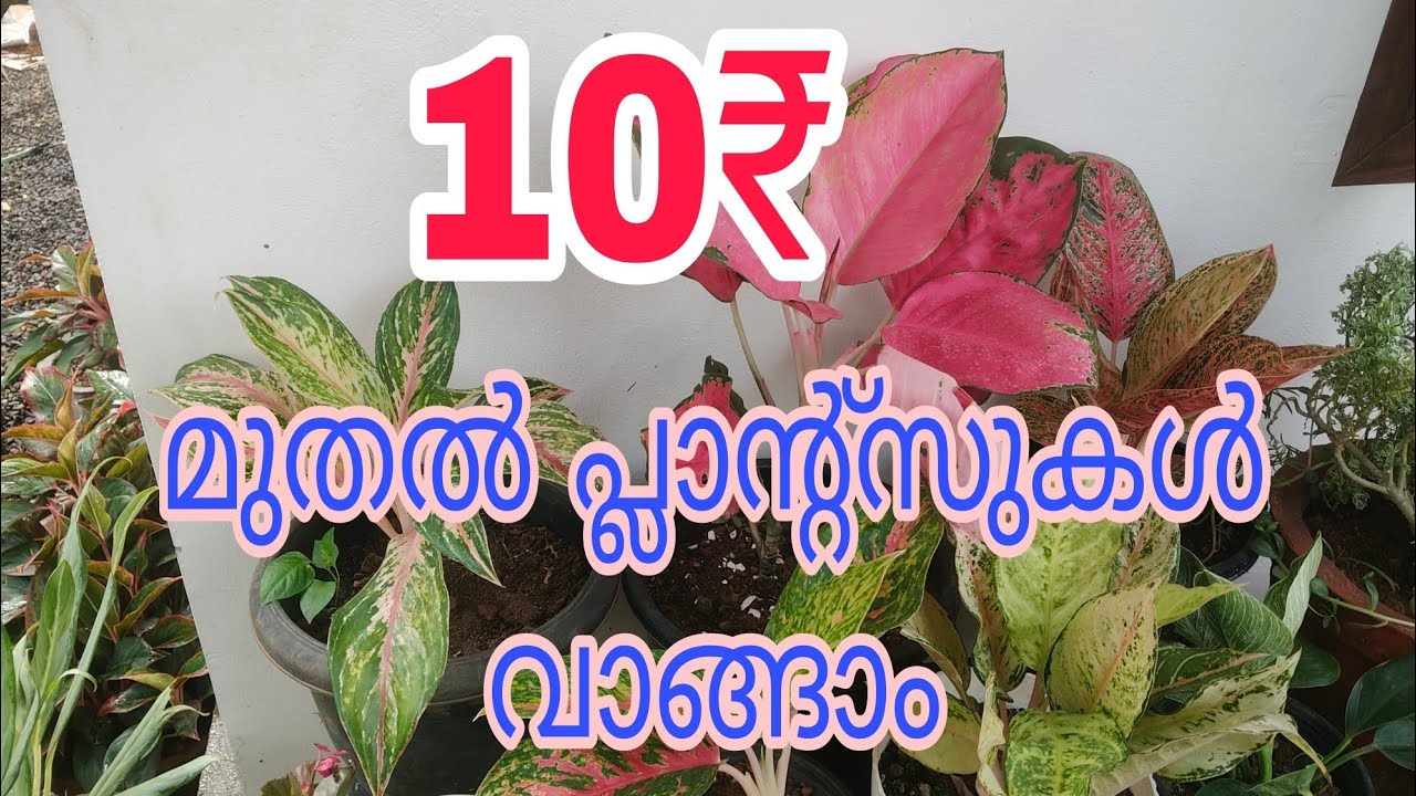 70 വറൈറ്റി പ്ലാന്റ്സുകൾ 10₹ മുതൽ വാങ്ങാം 😍|Tasty world |Plants sale video 