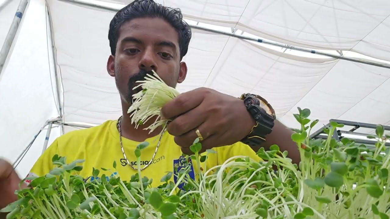 Microgreens Harvest 🌱 Trying Loaded Fries 🍟 😋