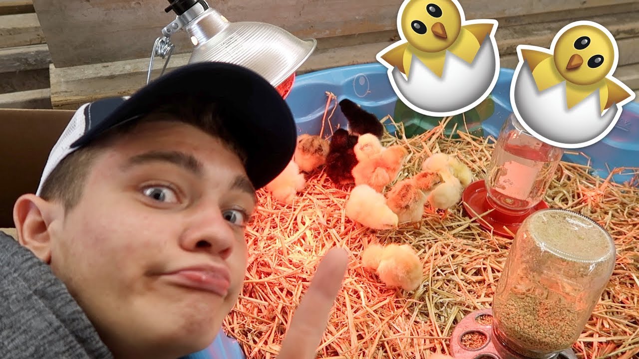 I GOT BABY CHICKS!!!