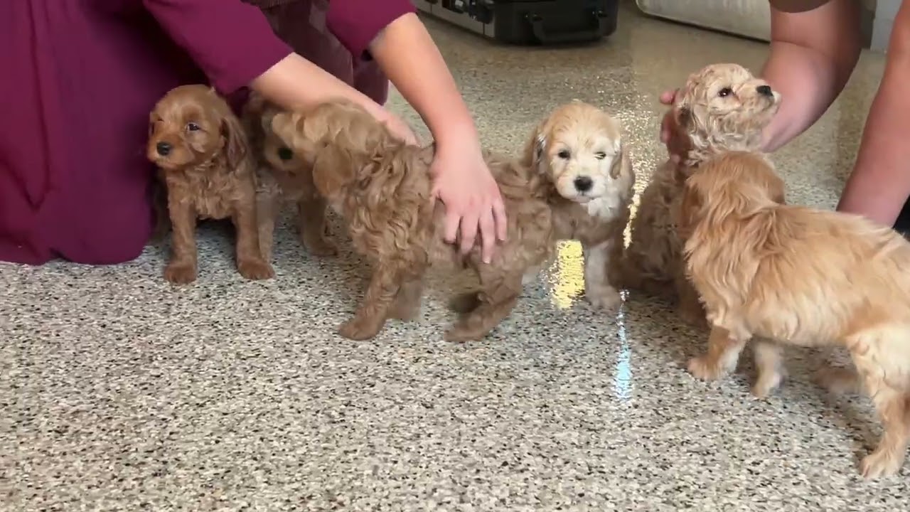 Mini Goldendoodles