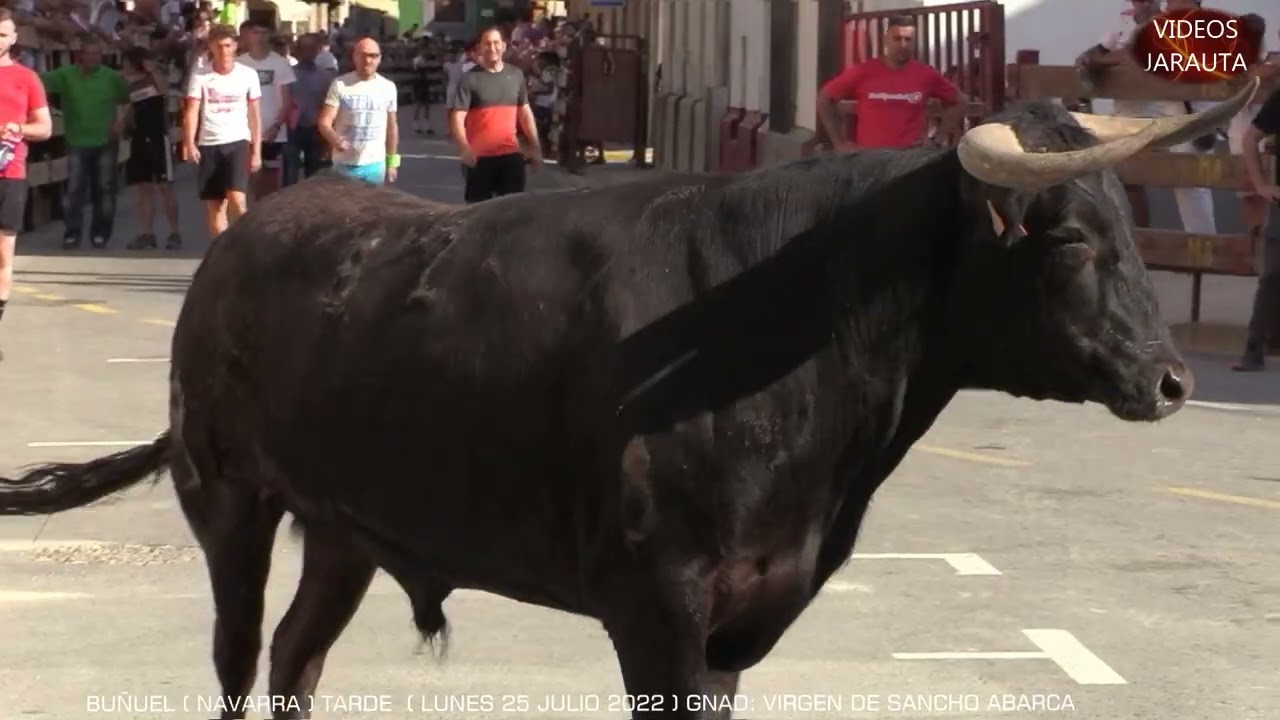 BUÑUEL ( NAVARRA ) TARDE VACAS CALLE ( LUNES 25 JULIO 2022 ) VIRGEN DE SANCHO ABARCA