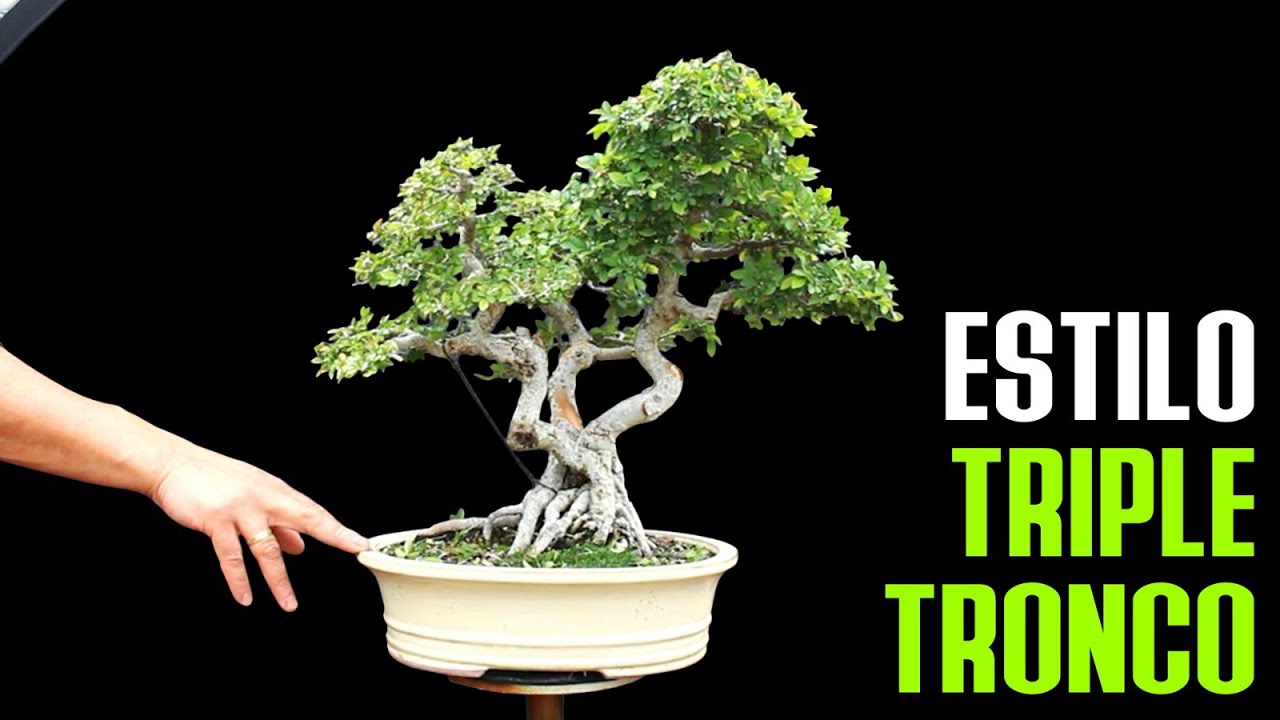 Bonsai Olmo TRIPLE tronco - injerto Fail