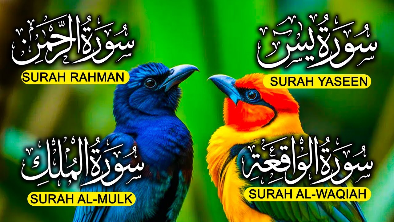 Surah Yaseen ❤ Surah Rahman ❤ Surah Al Waqia ❤ Surah Al mulk Soothing Quran recitation | EP007