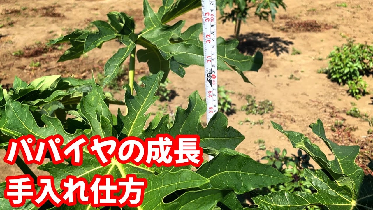 2ヶ月半の＃パパイヤの成長＃やるべき手入れ仕方＃芽かき仕方＃パパイヤの育て方
