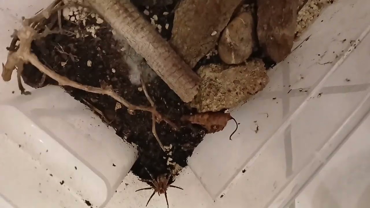 NOSFERATU SPINNE. NR3 TEIL 2