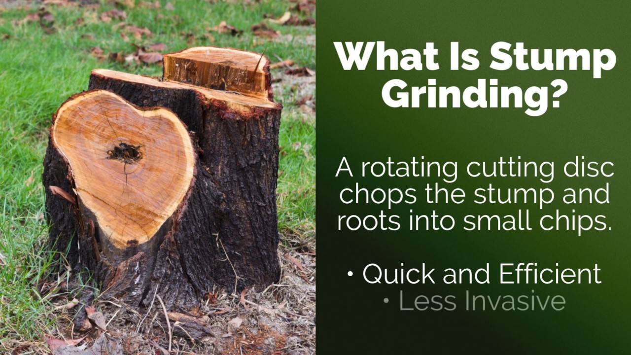 Unwanted Tree Stump? Choose Our Stump Grinding Services!