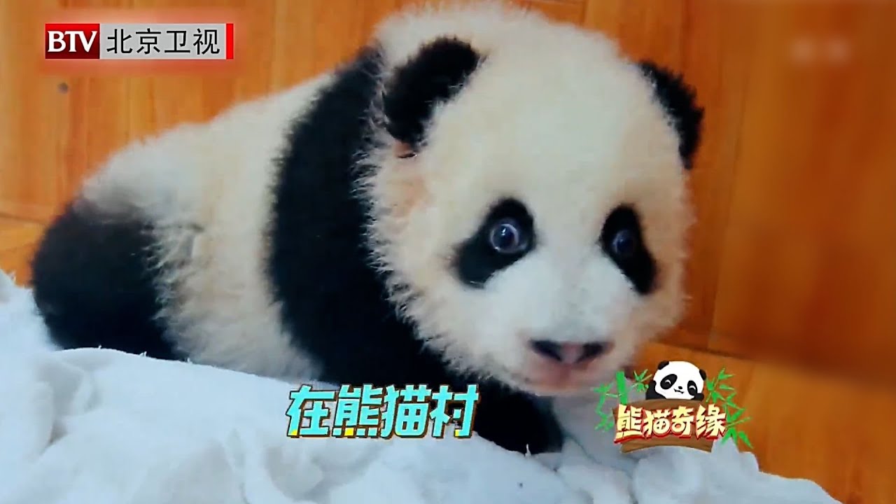 这只大熊猫竟然会英语！不愧是美国回来的海归,“泰山”的出生曾轰动整个华盛顿,回中国时竟还有专机护送！【熊猫奇缘】