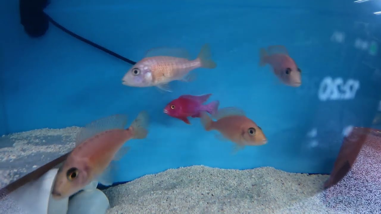 Fishroom Walkthrough 2023