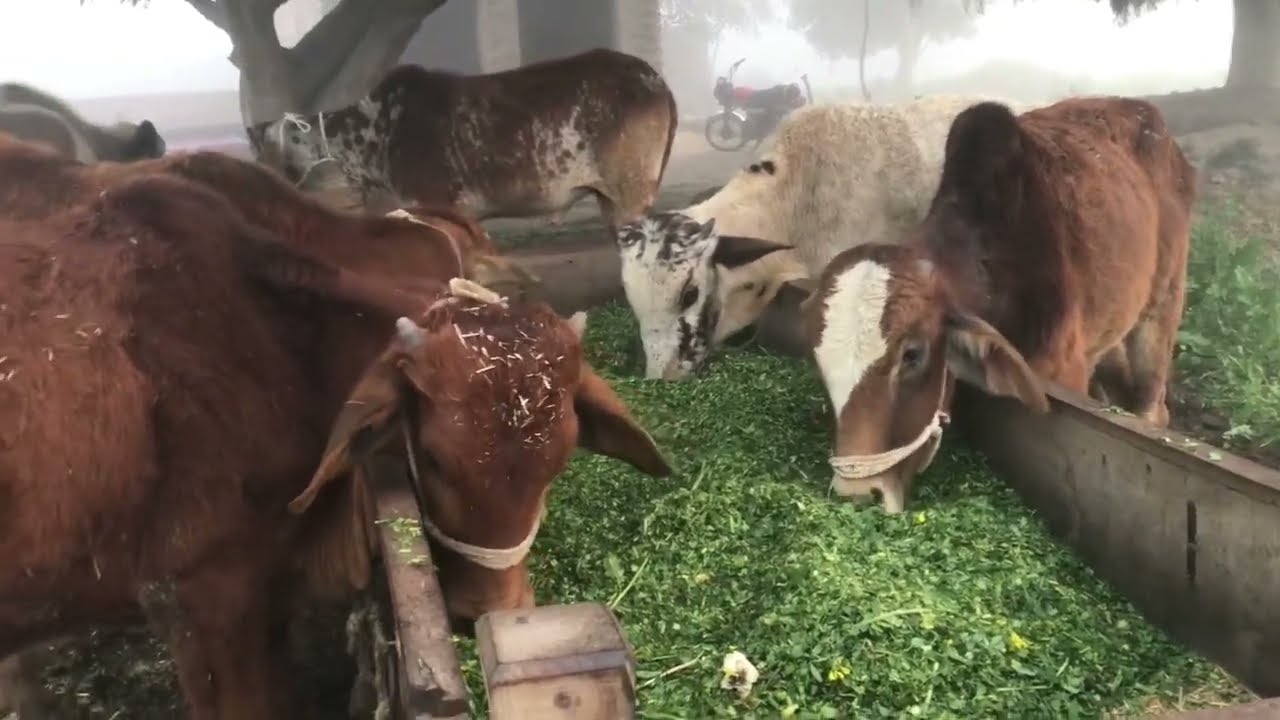 ماشالہ خوبصورت جانور