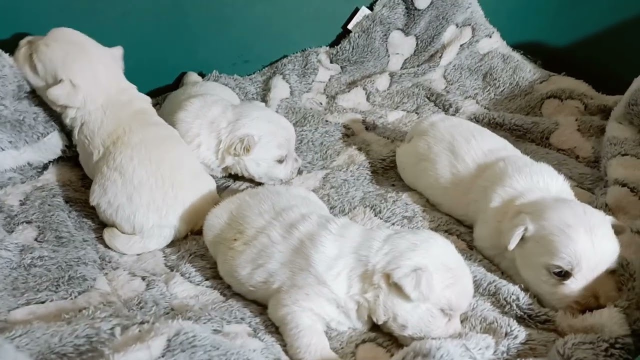 cachorros de westie