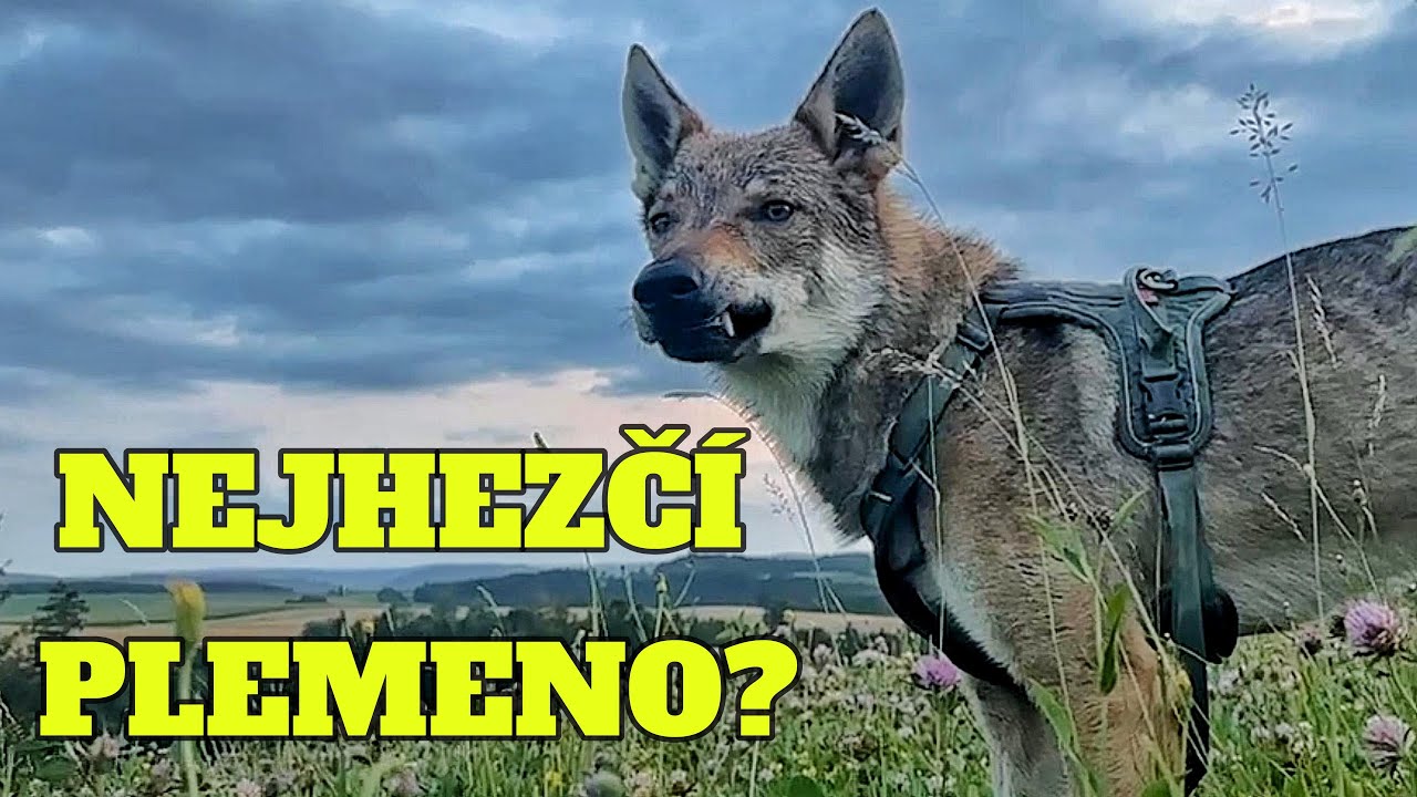 KŘ&Iacute;ŽENEC S VLKEM|ČESKOSLOVENSK&Yacute; VLČ&Aacute;K