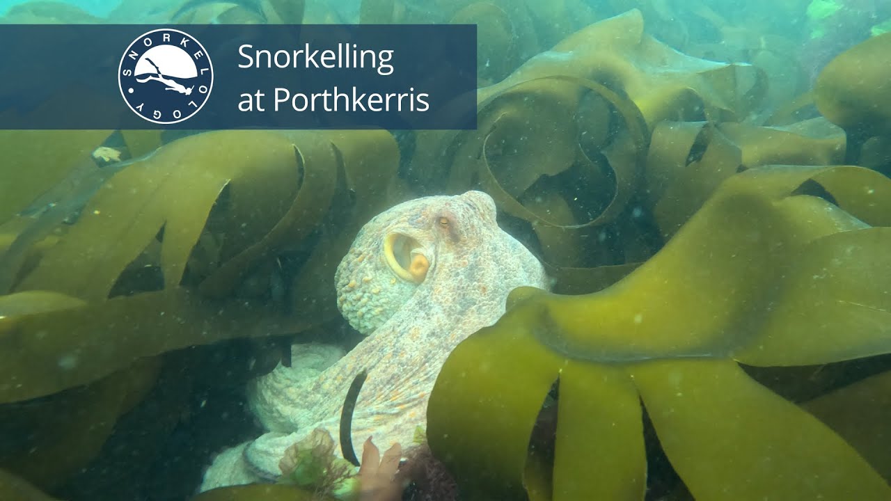 Snorkelling with spider crabs, wrasse and a beautiful OCTOPUS at Porthkerris, Cornwall