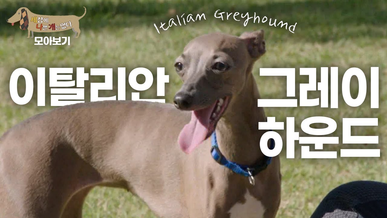 [세나개 댕모아] 날씬한 몸과 빠른 달리기! 이탈리안 그레이하운드의 문제 행동 🐶이탈리안 그레이하운드 편