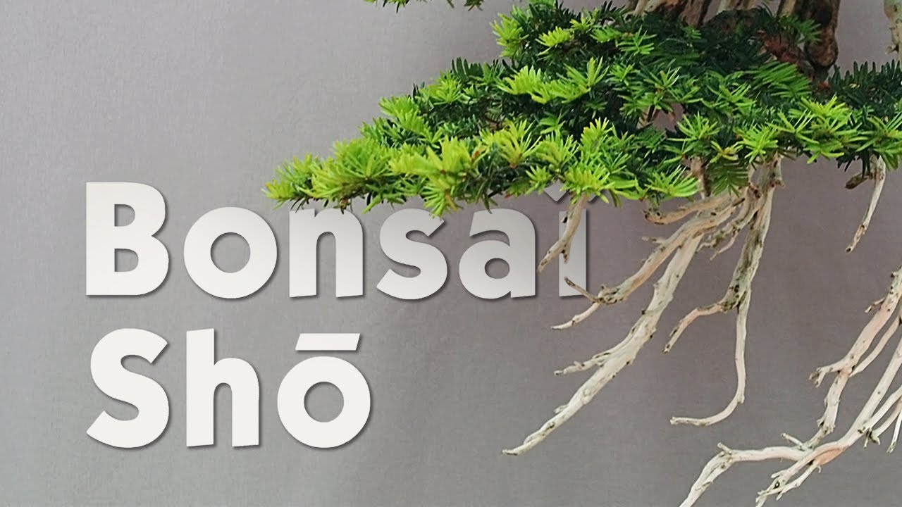 Bonsaï Shō 2025