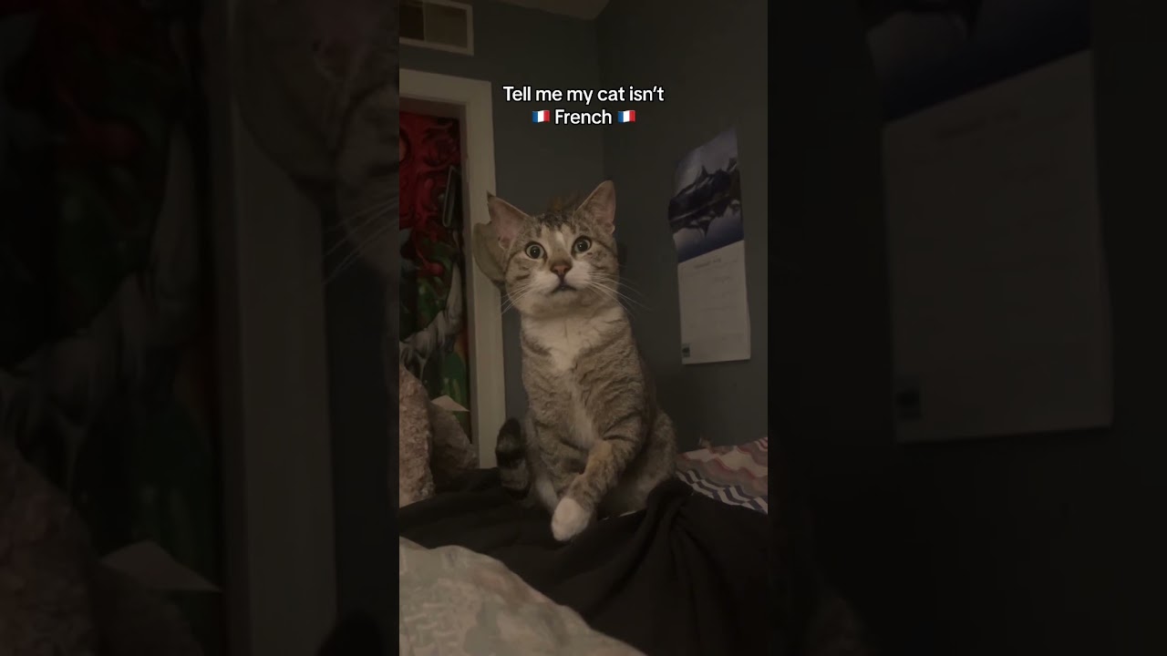 Quand votre chat comprend le fran&ccedil;ais