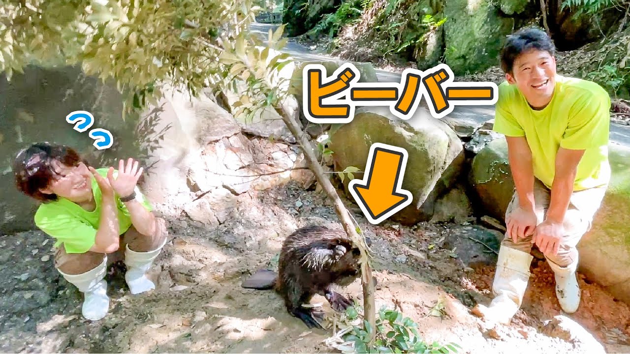 飼育員がビーバーの展示場の改修工事を行ったらハプニングがww