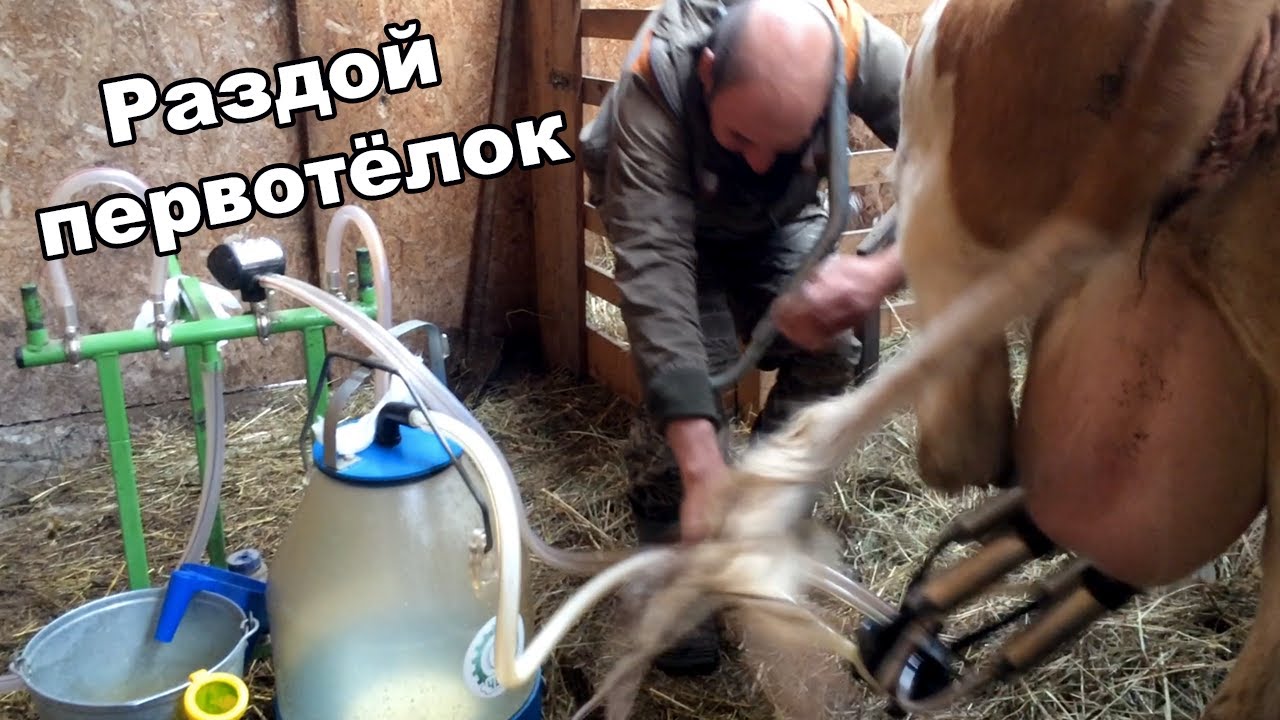 Раздой первотелок