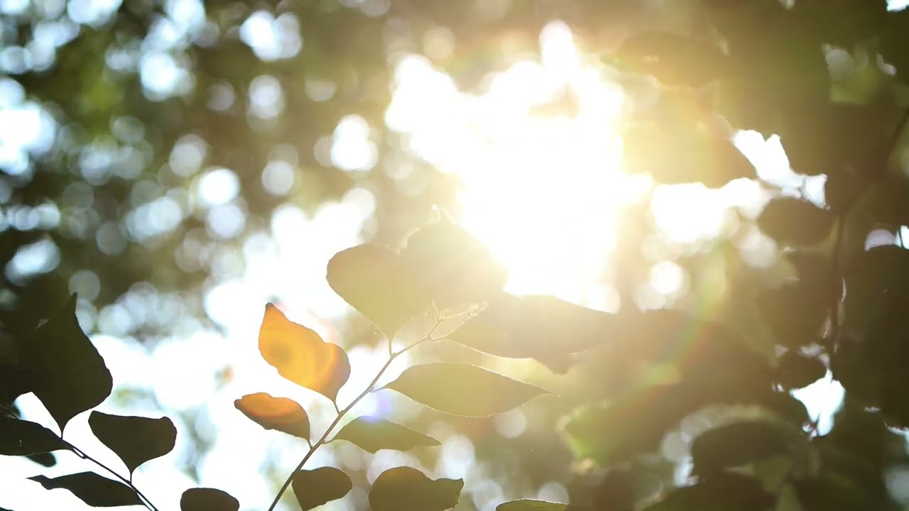 5-Minute Morning Meditation for a Calm Day | A Calm Moment