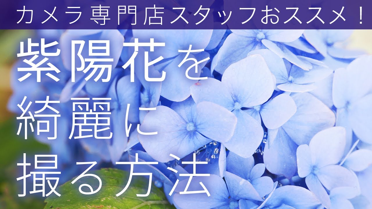 【紫陽花の撮り方】おススメのレンズからフィルター選びまで！カメラ専門店スタッフが解説
