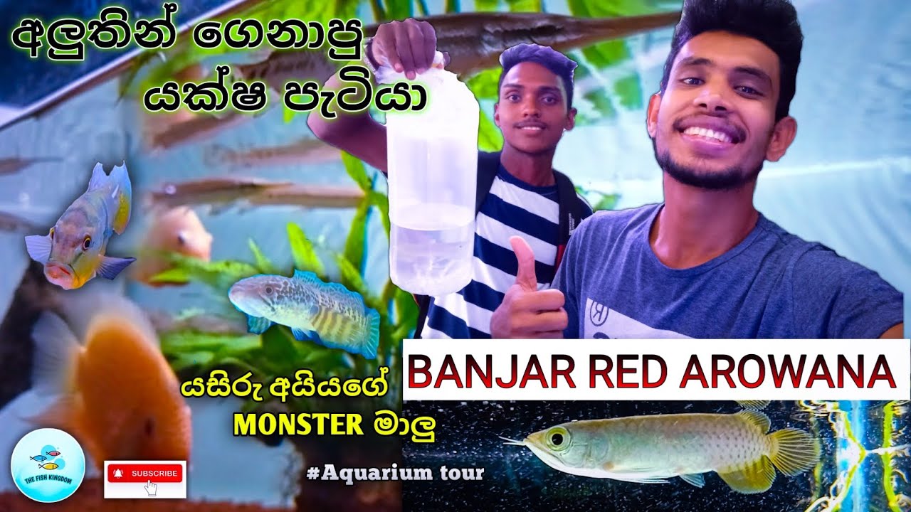 අලුතින් ගෙනාපු Asian Arawana සහ යසිරු අයියගෙ මෝන්ස්ටර් මාලු  @thefishkingdom. @thefishyflex